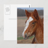 ベルギーの牝馬 ポストカード (正面/裏面)