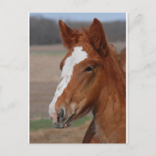 ベルギーの牝馬 ポストカード
