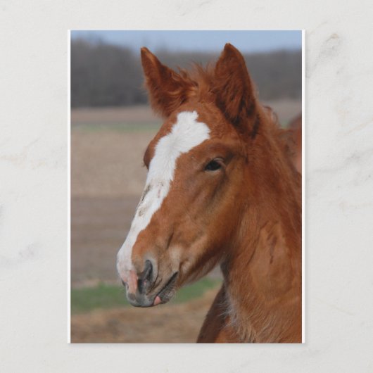 ベルギーの牝馬 ポストカード (正面)