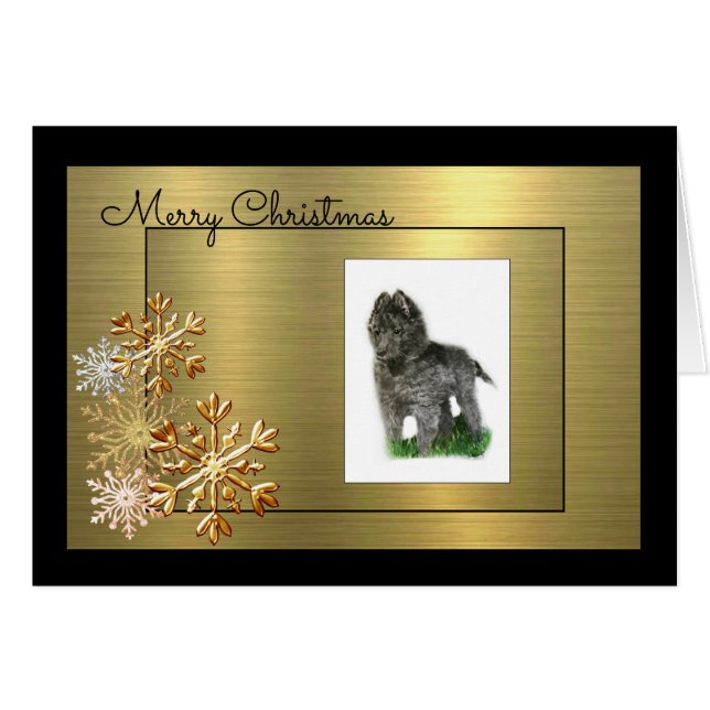 ベルギーの牧羊犬 (正面横)