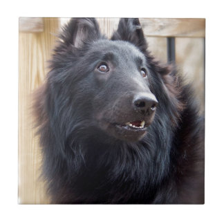 ベルギーの牧羊犬 タイル