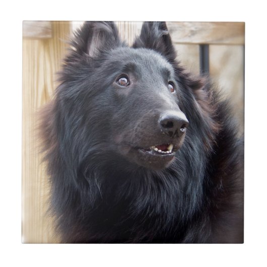 ベルギーの牧羊犬 タイル (正面)