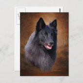 ベルギーの牧羊犬 ポストカード (正面/裏面)