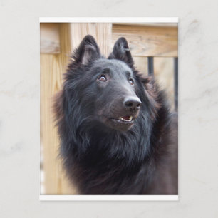 ベルギーの牧羊犬 ポストカード