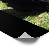 ベルギーの羊飼い通称「黒い狼」 ポスター (角)