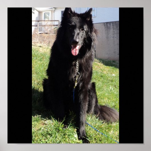 ベルギーの羊飼い通称「黒い狼」 ポスター (正面)