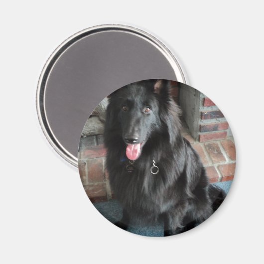 ベルギーの羊飼い通称「黒い狼」 マグネット (正面/裏面)