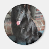 ベルギーの羊飼い通称「黒い狼」 マグネット (正面)