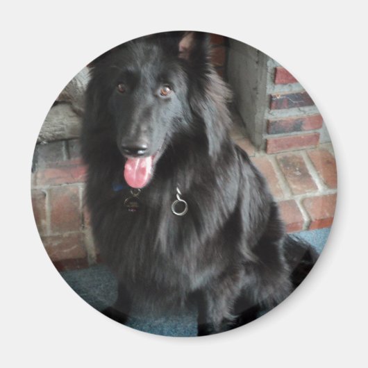 ベルギーの羊飼い通称「黒い狼」 マグネット (正面)