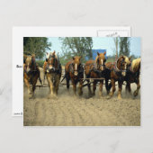 ベルギーの馬が6頭で畑を耕す、レッドトップファーム、カリフォルニア ポストカード (正面/裏面)