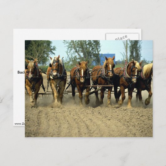 ベルギーの馬が6頭で畑を耕す、レッドトップファーム、カリフォルニア ポストカード (正面/裏面)