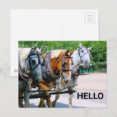 ベルギーの馬 ポストカード (正面/裏面)