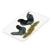 ベルギーウォーターマールバンタム マグネット (左側)