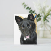 ベルギーシェプドッグ・シェパード ポストカード (スタンド正面)