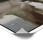 ベルギーチーム ポスター (角)