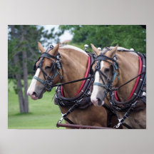 ベルギーホースチーム