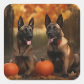 ベルギーマリノイパピーオータムデライトカボチャ スクエアシール (正面)