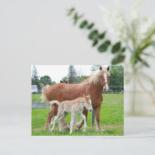 ベルギーマーレとフィリー ポストカード (スタンド正面)