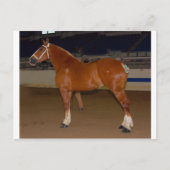 ベルギー人がショーリングをしている ポストカード (正面)