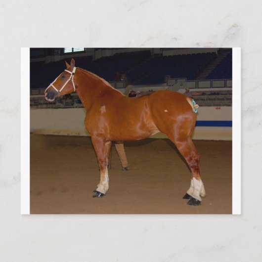 ベルギー人がショーリングをしている ポストカード (正面)