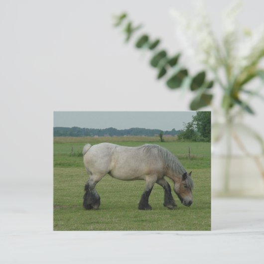 ベルギー人の荷車を引くな馬色の灰色に牧草を食べること ポストカード (スタンド正面)