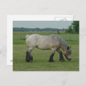 ベルギー人の荷車を引くな馬色の灰色に牧草を食べること ポストカード (正面/裏面)