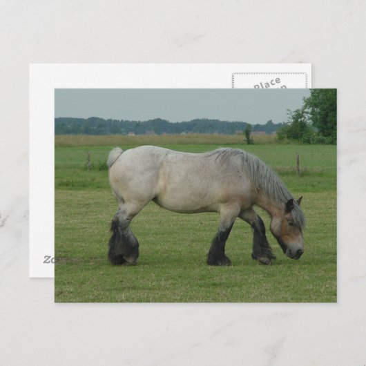 ベルギー人の荷車を引くな馬色の灰色に牧草を食べること ポストカード (正面/裏面)