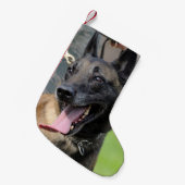 ベルギー人のMalinois微笑の犬 スモールクリスマスストッキング (正面 (吊り時))