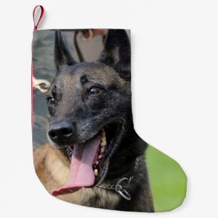 ベルギー人のMalinois微笑の犬 スモールクリスマスストッキング