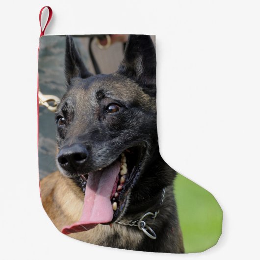 ベルギー人のMalinois微笑の犬 スモールクリスマスストッキング (正面)