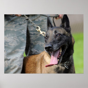 ベルギー人のMalinois微笑の犬 ポスター