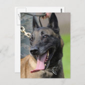 ベルギー人のMalinois微笑の犬 ポストカード (正面/裏面)