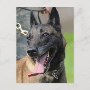 ベルギー人のMalinois微笑の犬 ポストカード