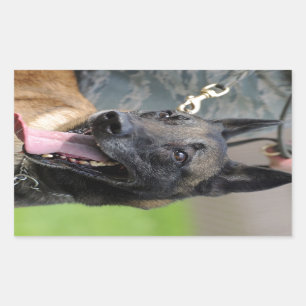 ベルギー人のMalinois微笑の犬 長方形シール
