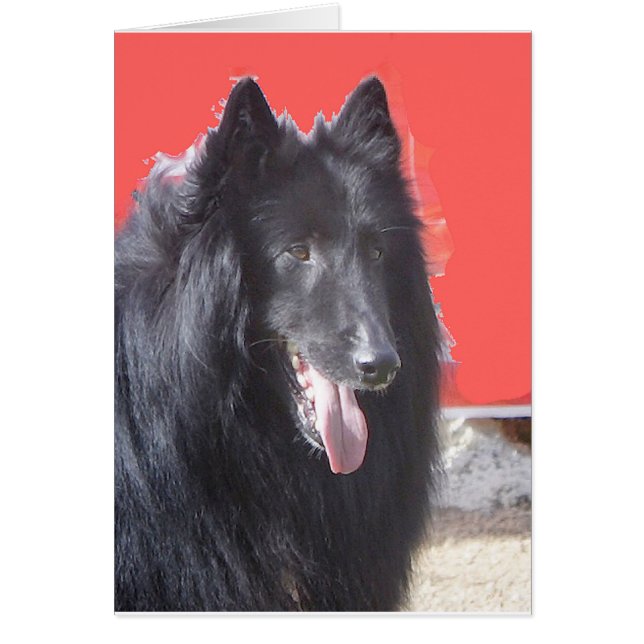 ベルギー人Groenendael (正面)