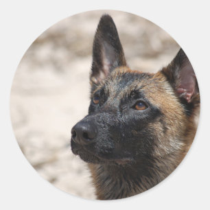 ベルギー人Malinois ラウンドシール