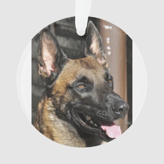 ベルギー人malinois.png オーナメント (正面)