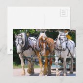 ベルギー馬 ポストカード (正面/裏面)