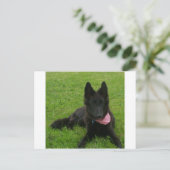 ベルギーGroendael_puppy ポストカード (スタンド正面)