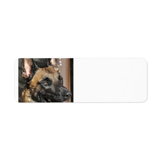 ベルギーmalinois.png ラベル (正面)