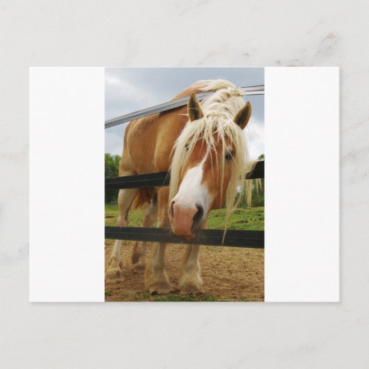 ベルギ荷車を引くーの馬得人車？ ポストカード (正面)