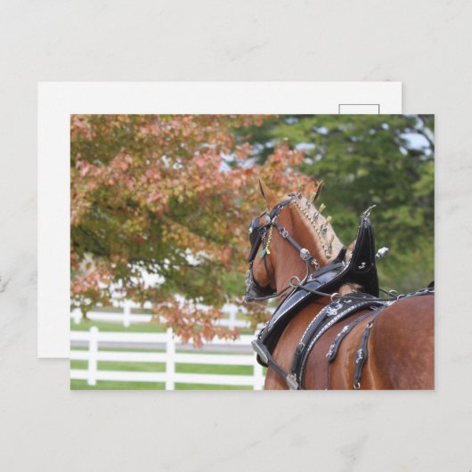 ベルギ荷車を引くー馬具はがき ポストカード (正面/裏面)