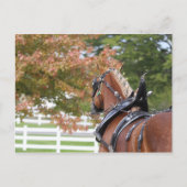 ベルギ荷車を引くー馬具はがき ポストカード (正面)