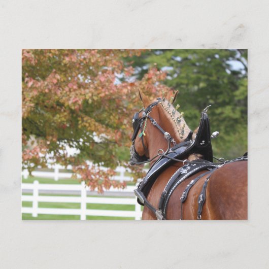 ベルギ荷車を引くー馬具はがき ポストカード (正面)