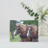 ベルギ荷車を引くー馬隊 ポストカード (スタンド正面)