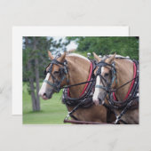 ベルギ荷車を引くー馬隊 ポストカード (正面/裏面)