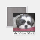 ベルザシーズー（犬）ズドッグ マグネット (正面/裏面)