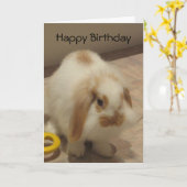 ベルザラビット誕生日カード カード (黄色い花)