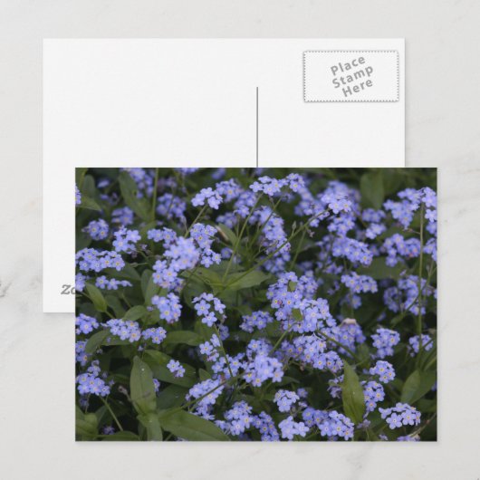 ベルジスミニヒト ポストカード (正面/裏面)