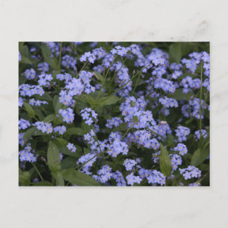 ベルジスミニヒト ポストカード